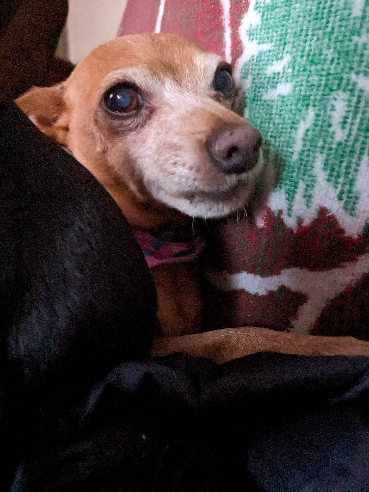 Miley And Jenny joined the competition — help win amazing prizes! canidae, carnivore, collar, comfort, companion_dog, dog, dog_breed, dog_supply, ear, fawn, fur, guard_dog, non_sporting_group, puppy, snout, sporting_group, street_dog, toy_dog, whiskers, working_animal