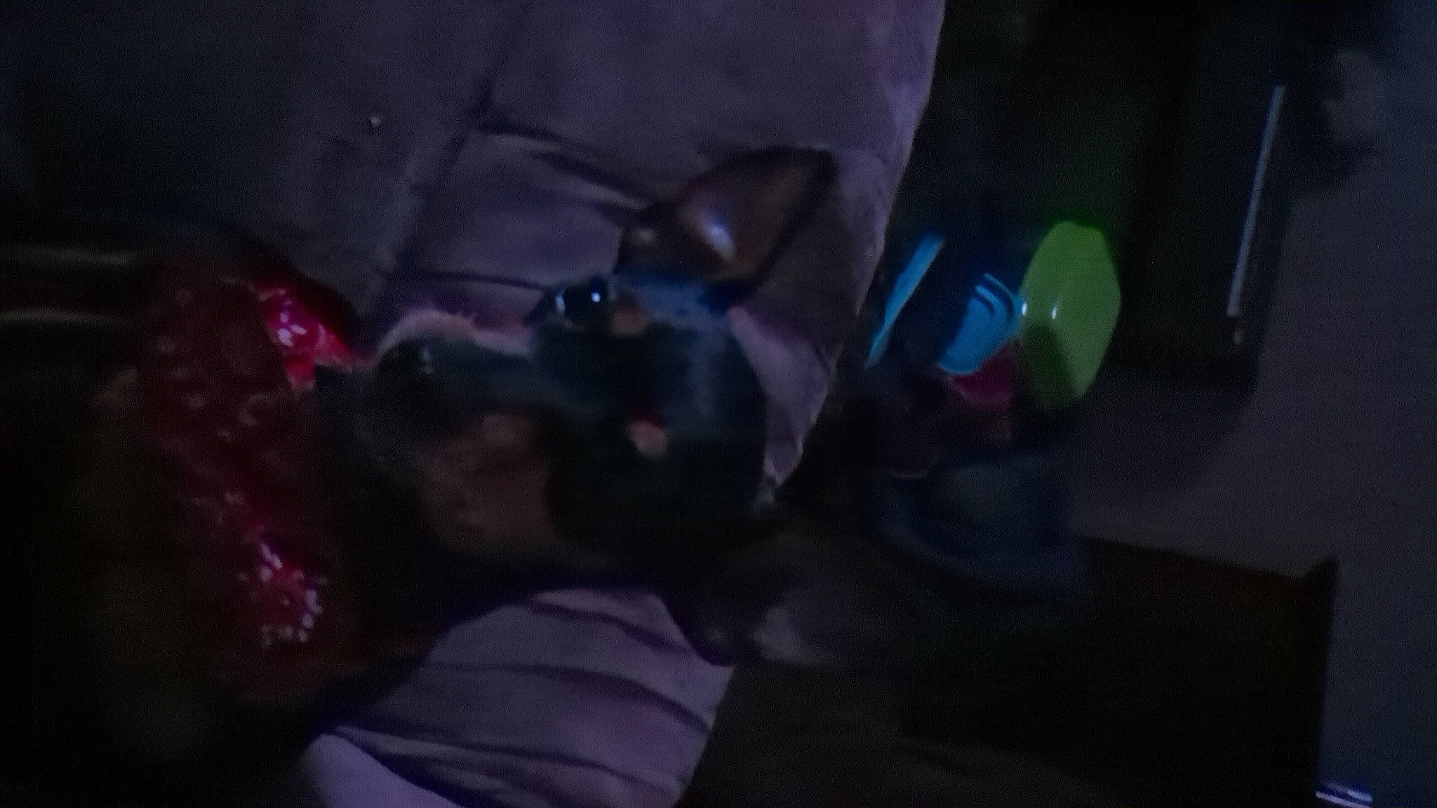 Jenny is registered to the contest to win money with this photo: canidae, carnivore, comfort, companion_dog, darkness, dog, dog_breed, electric_blue, event, fawn, fun, guard_dog, magenta, night, non_sporting_group, purple, snout, sporting_group