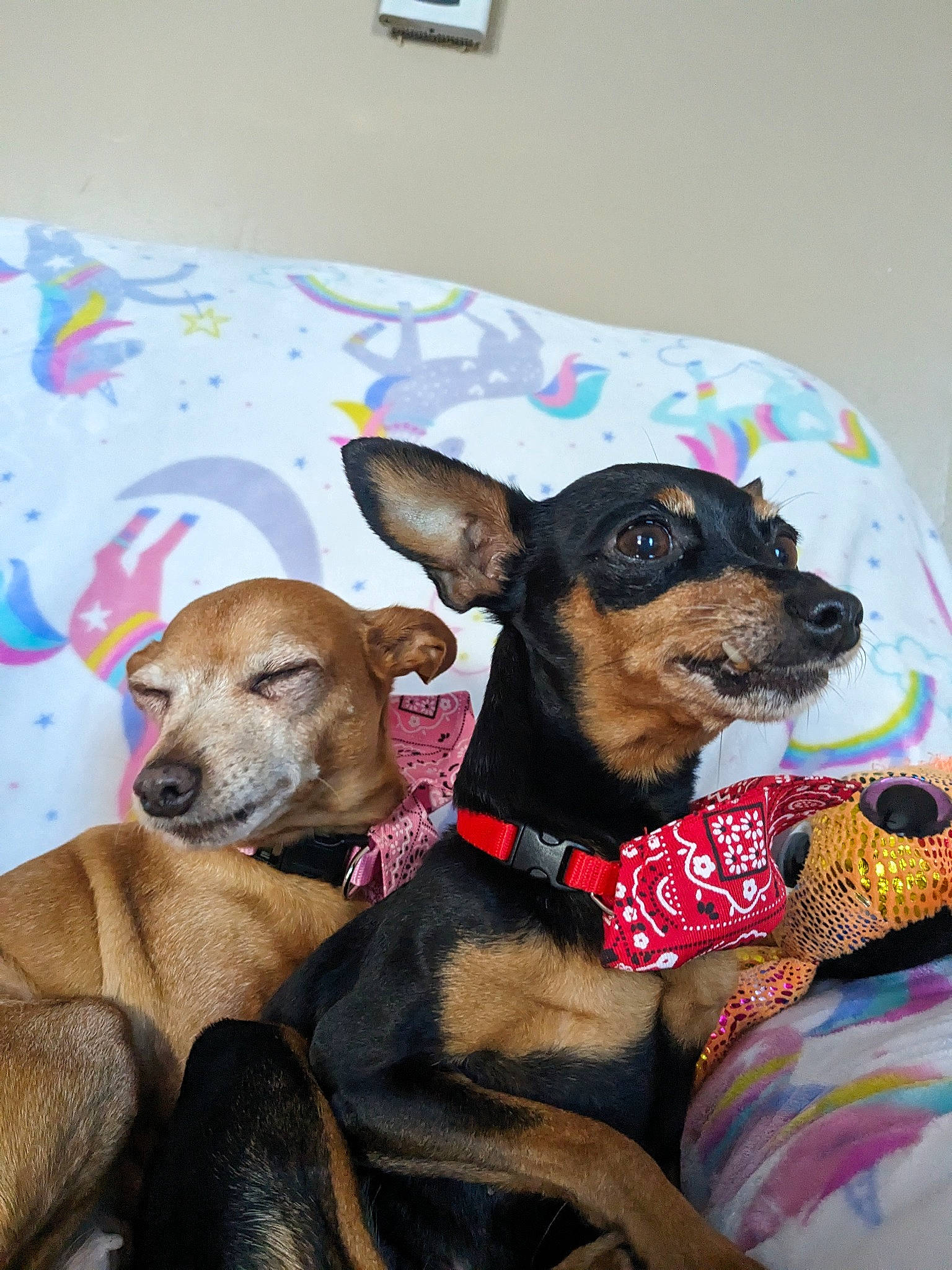 Jenny is registered to the contest to win money with this photo: canidae, carnivore, collar, comfort, companion_dog, dog, dog_breed, dog_clothes, dog_collar, dog_supply, fawn, guard_dog, linens, pet_supply, snout, sporting_group, toy_dog, wall_plate, whiskers, working_animal