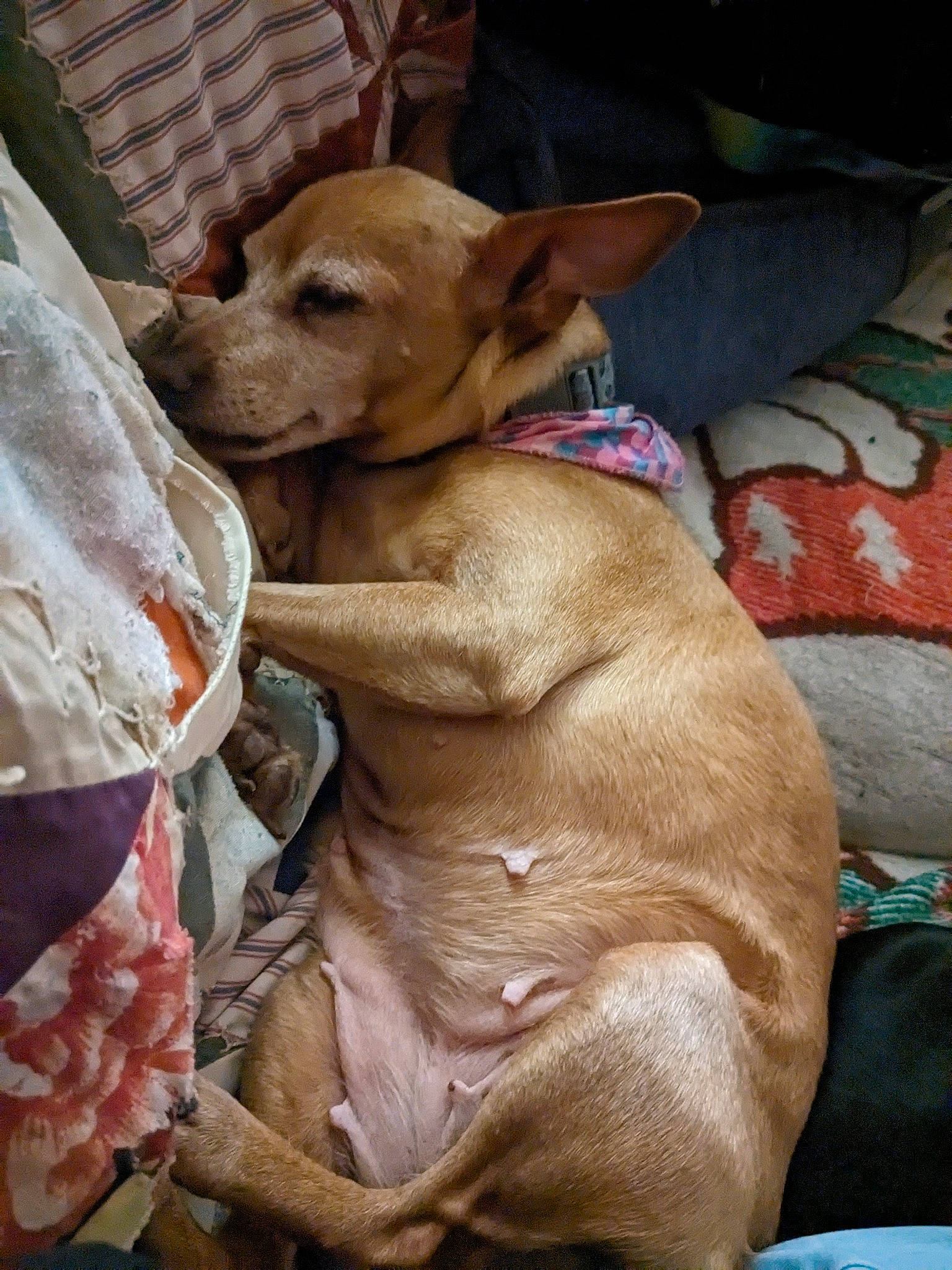 Miley joined the competition — help win amazing prizes! canidae, carnivore, collar, comfort, companion_dog, dog, dog_breed, dog_collar, dog_supply, ear, fawn, fur, guard_dog, liver, snout, sporting_group, toy_dog, whiskers, working_animal, wrinkle