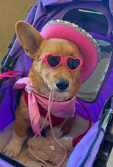 Ginger is registered to the contest to win money with this photo: bag, carnivore, companion_dog, dog, dog_breed, dog_clothes, dog_supply, eyewear, fawn, glasses, goggles, hat, pink, snout, stuffed_toy, sunglasses, toy, toy_dog, vision_care, working_animal