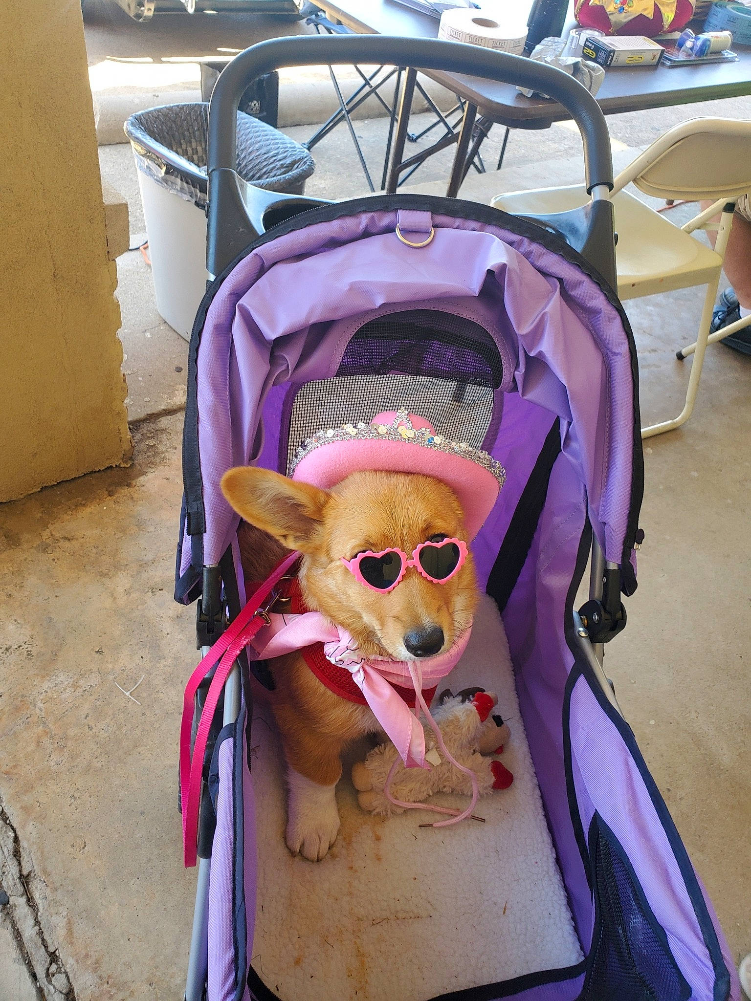 Ginger is registered to the contest to win money with this photo: carnivore, companion_dog, costume, dog_breed, eyewear, fawn, fictional_character, fur, magenta, mask, masque, personal_protective_equipment, purple, snout, sporting_group, stuffed_toy, sunglasses, toy, vision_care, working_animal