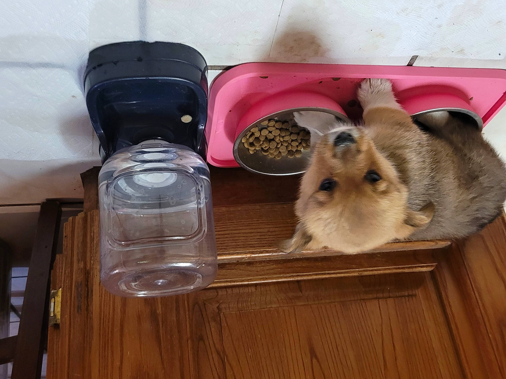 Ginger joined the competition — help win amazing prizes! bottle, drinking_water, drinkware, fawn, fluid, gas, glass, hardwood, liquid, pet_supply, plastic_bottle, rabbit, rabbits_and_hares, rodent, table, water, water_bottle, whiskers, wood, wood_stain