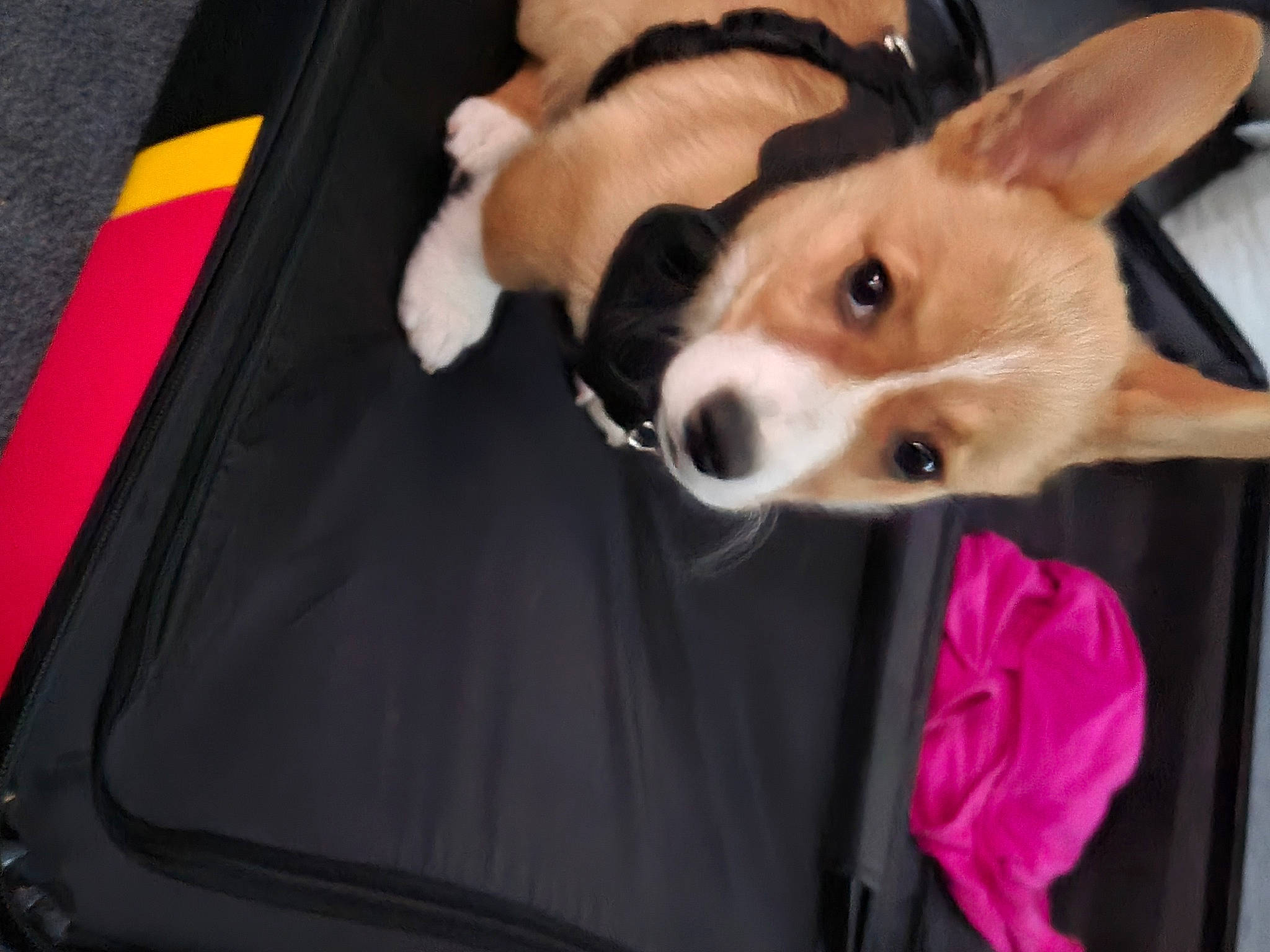 Chase joined the competition — help win amazing prizes! cardigan_welsh_corgi, carnivore, collar, companion_dog, dog, dog_breed, dog_sports, fawn, fur, herding_dog, pomeranian, spitz, tail, toy_dog, vehicle_door, welsh_corgi, whiskers, window, windshield, working_animal