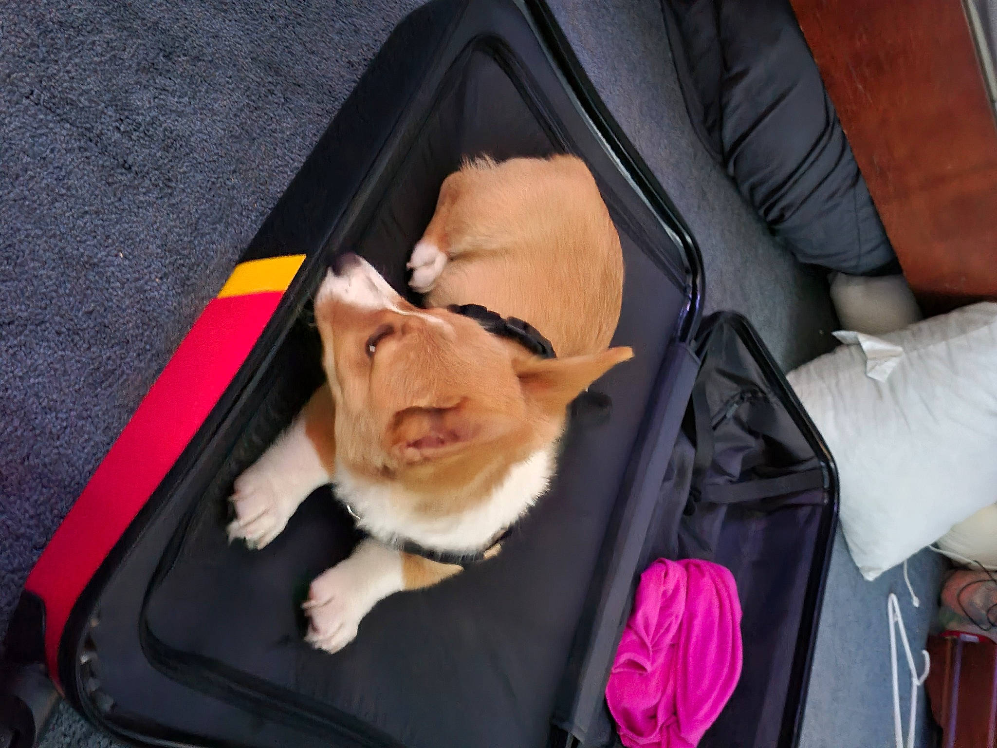 Chase is registered to the contest to win money with this photo: auto_part, automotive_exterior, baby_carriage, bag, baggage, car_seat, car_seat_cover, carnivore, cat, comfort, companion_dog, fawn, felidae, fur, luggage_and_bags, seat_belt, small_to_medium_sized_cats, suitcase, vehicle_door, whiskers