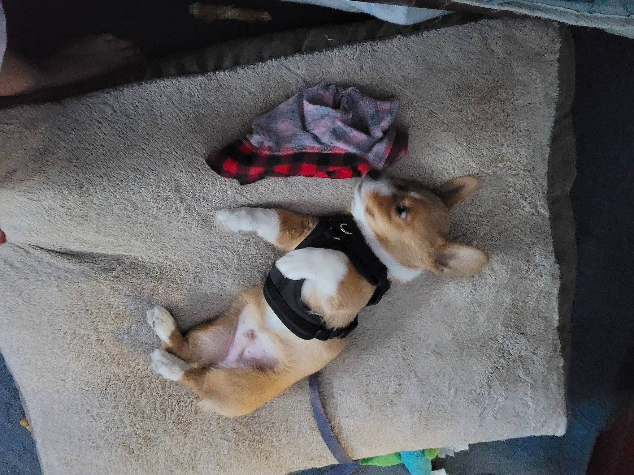 Chase joined the competition — help win amazing prizes! canidae, carnivore, comfort, companion_dog, dog, dog_breed, dog_supply, fawn, fur, linens, nap, paw, pet_supply, puppy, snout, sporting_group, tail, toy_dog, vertebrate, working_animal