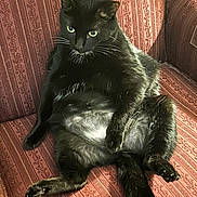 Lucy joined the competition — help win amazing prizes! black_cat, cat, pet, feline, sitting, couch, indoor, relaxed, sunlight, fur, whiskers, animal, cute, funny_pose, home, domestic_animal, patterned_fabric, red_couch, cozy, lazy