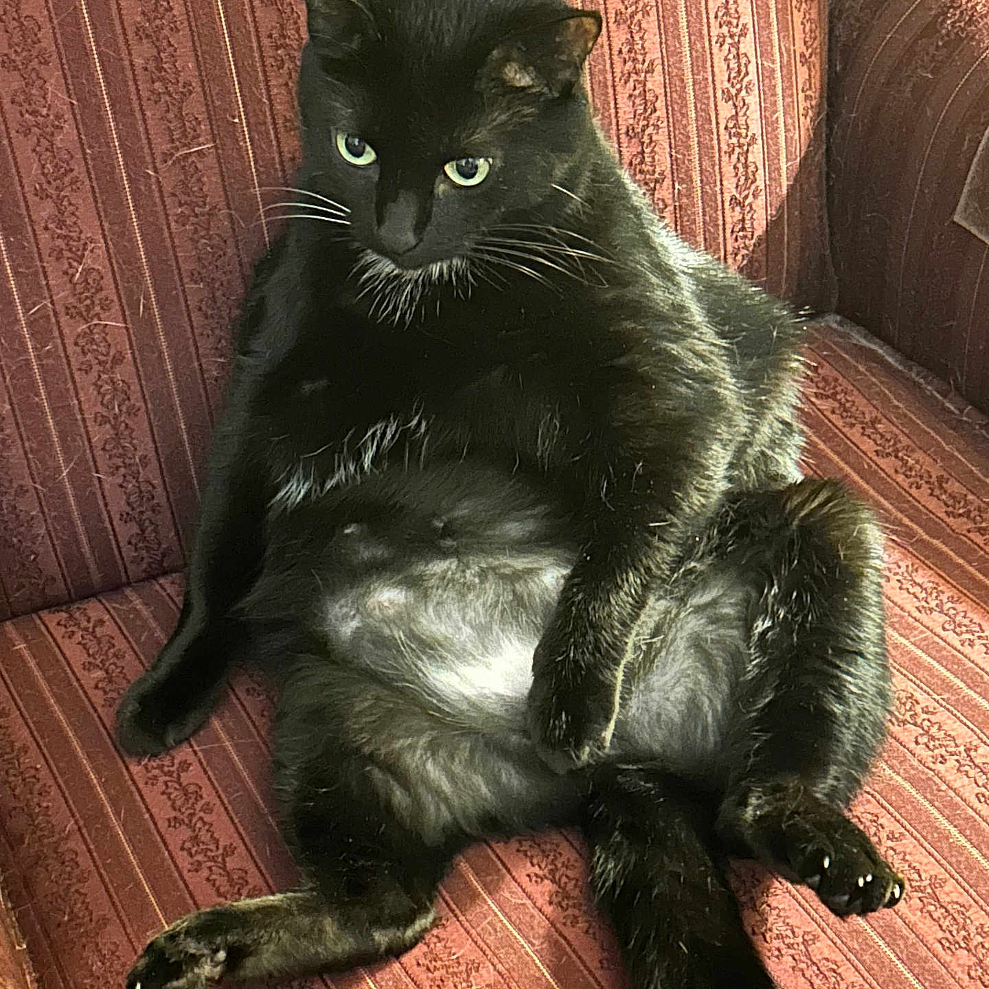 Lucy joined the competition — help win amazing prizes! animal, black_cat, cat, couch, cozy, cute, domestic_animal, feline, funny_pose, fur, home, indoor, lazy, patterned_fabric, pet, red_couch, relaxed, sitting, sunlight, whiskers