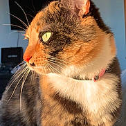 Marshy joined the competition — help win amazing prizes! animal, calico, cat, close_up, collar, cute, domestic_cat, feline, focus, fur, green_eyes, indoor, looking_away, pet, portrait, profile, soft_light, sunlight, warm_colors, whiskers
