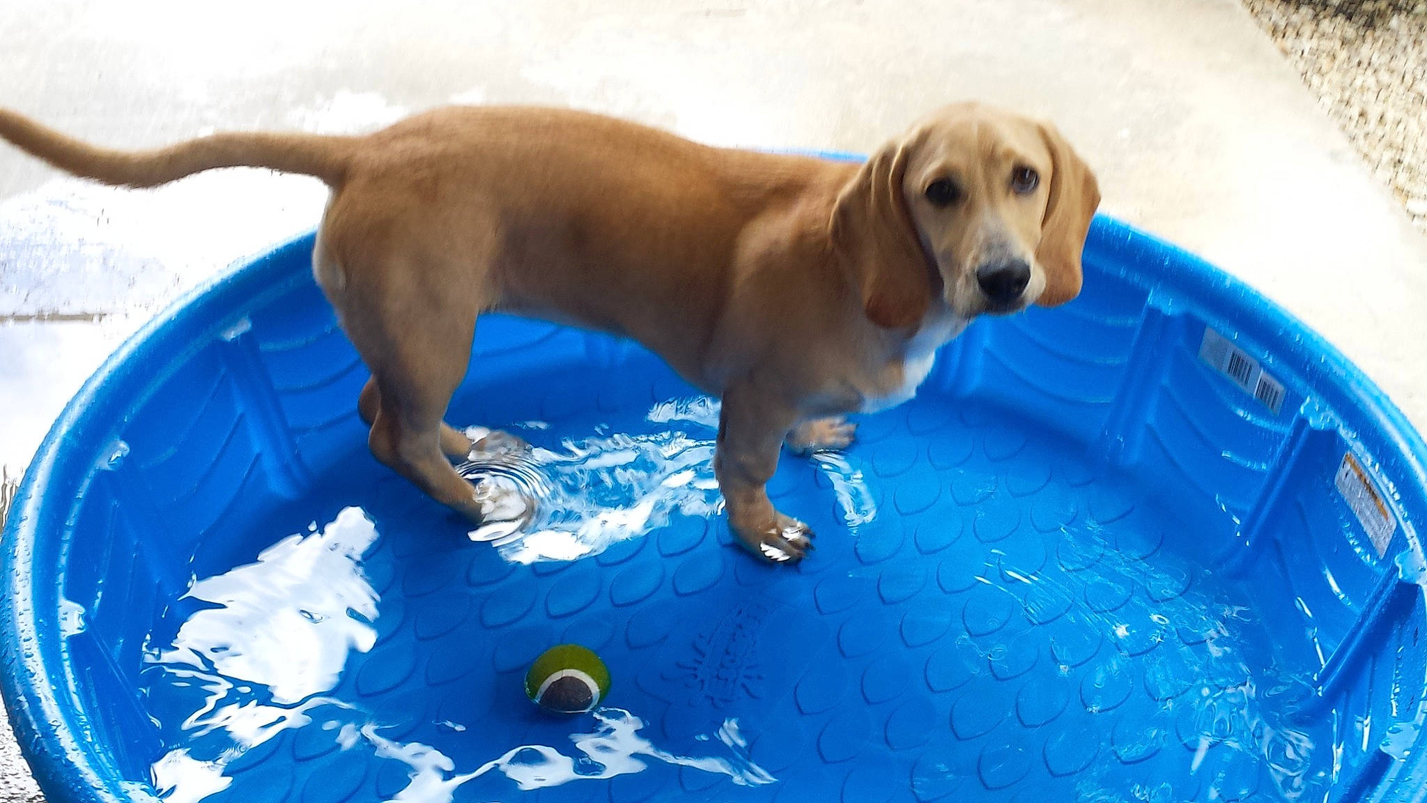 Cherish joined the competition — help win amazing prizes! beagador, canidae, carnivore, companion_dog, dachshund, dog, dog_breed, mammal, rare_breed_dog, vertebrate