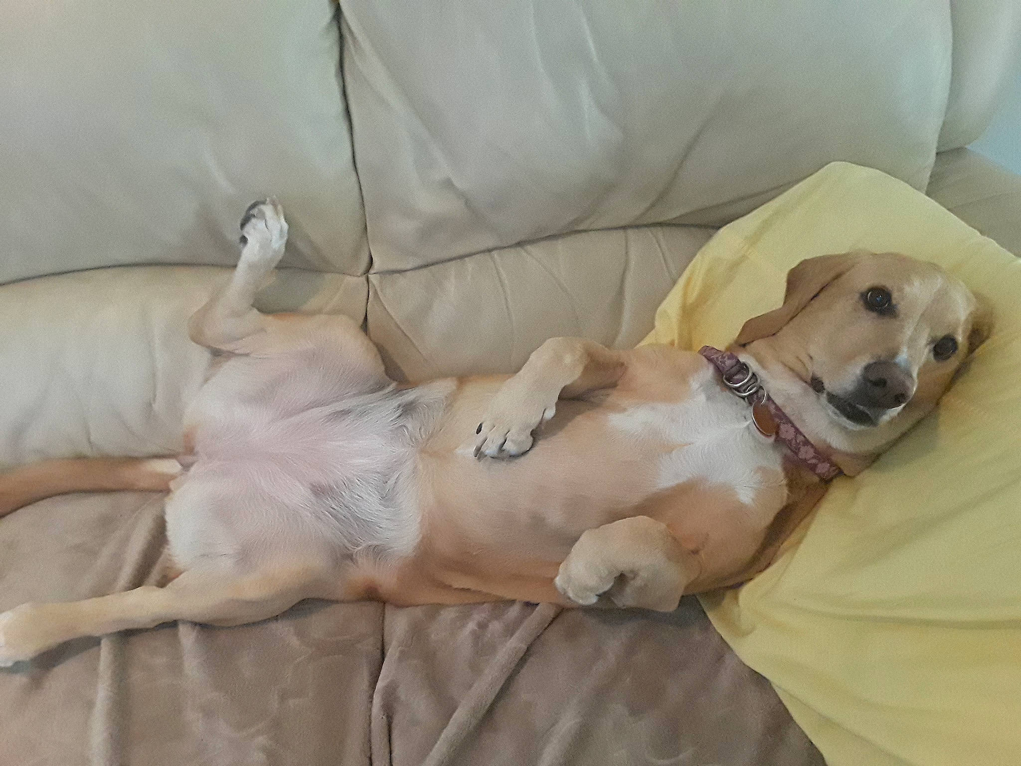 Cherish joined the competition — help win amazing prizes! black_mouth_cur, canidae, carnivore, companion_dog, dog, dog_breed, fawn, labrador_retriever, nap, paw, puppy, puppy_love, retriever, sleep, snout, sporting_group