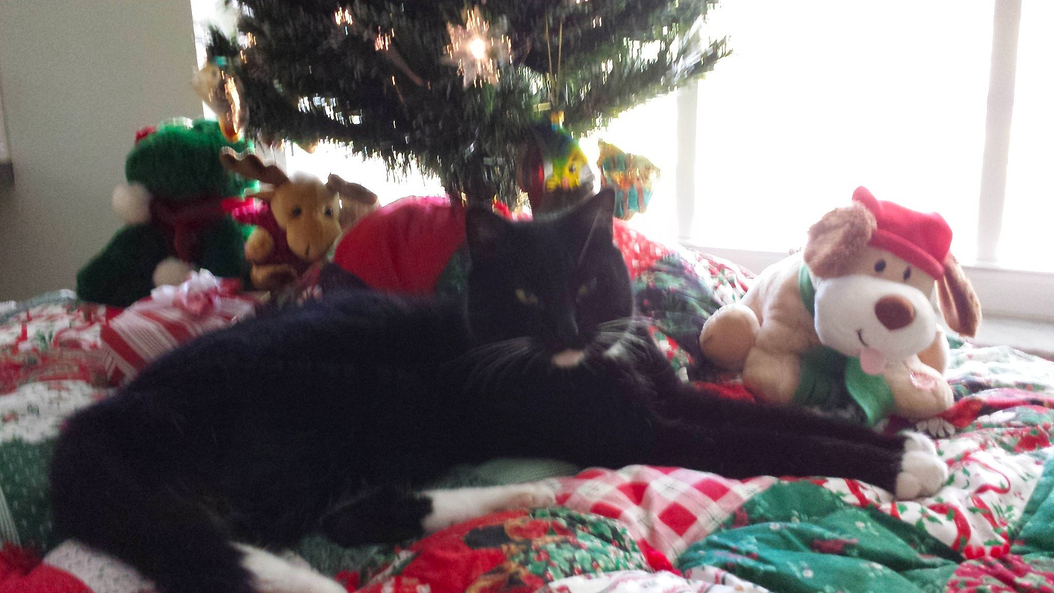 Runner joined the competition — help win amazing prizes! canidae, cat, christmas, christmas_decoration, christmas_eve, christmas_tree, ear, event, felidae, fur, holiday, plush, room, tree