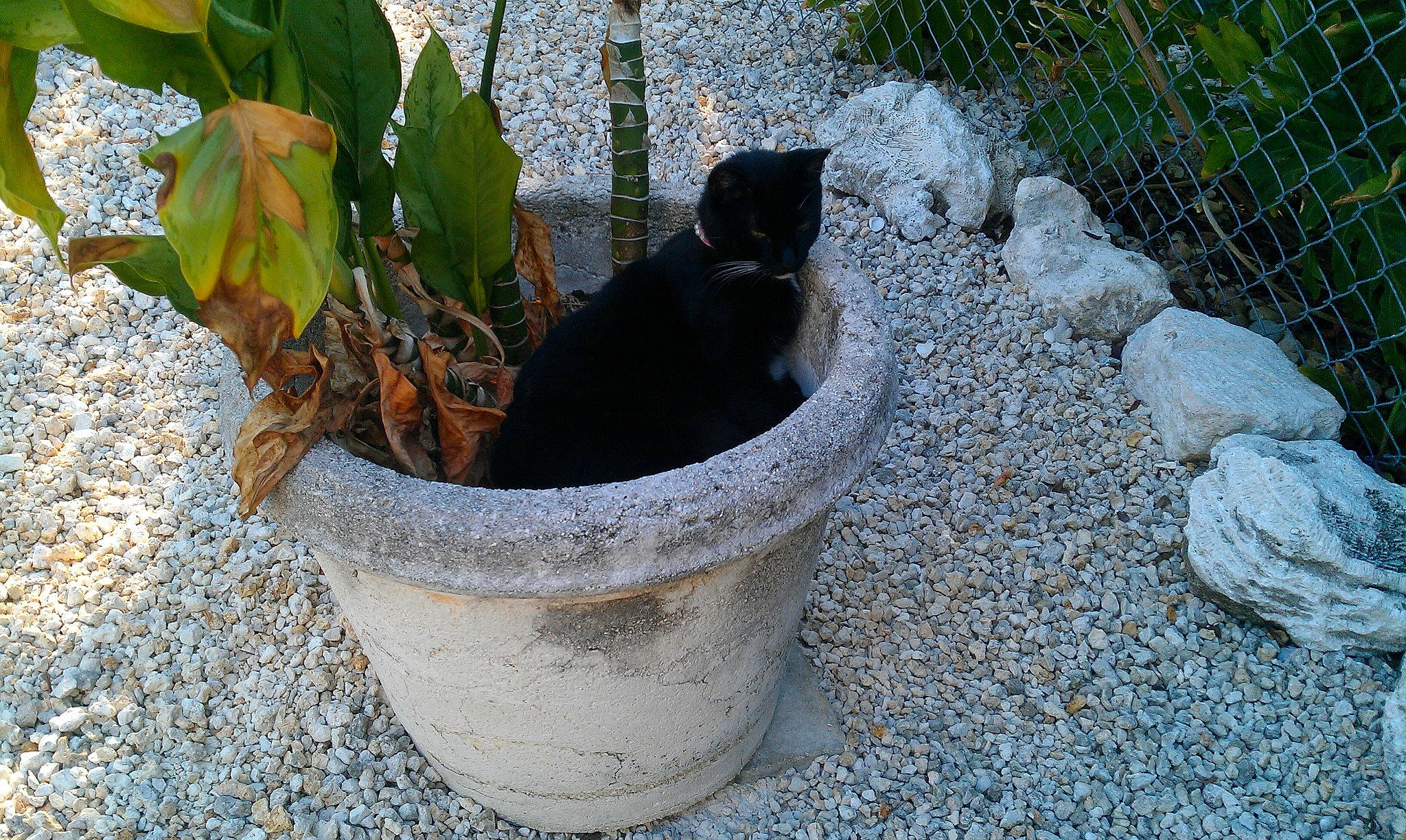 Runner joined the competition — help win amazing prizes! black_cat, carnivore, cat, felidae, flower, flowerpot, garden, herb, plant, small_to_medium_sized_cats, yard