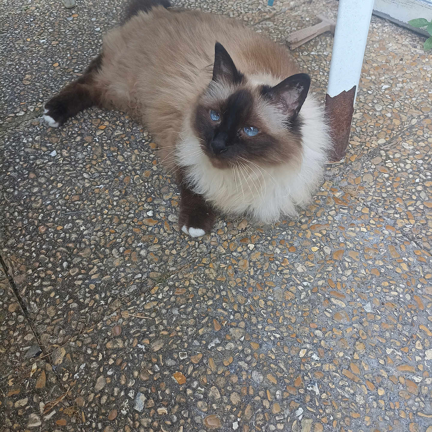 Libellule a rejoint le concours — aidez-le/la à gagner de superbes lots ! cat, siamese_cat, blue_eyes, fluffy, outdoor, stone_floor, chair, metal, rust, pet, animal, feline, resting, curious, whiskers, paw, fur, relaxed, nature, daylight