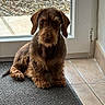 dog, brown_dog, scruffy_dog, pet, indoor, mat, toy, glass_door, door, tile_floor, animal, canine, looking, sitting, waiting, floor, window, home, companion, quiet