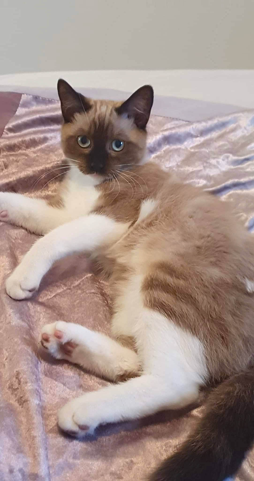 Creed joined the competition — help win amazing prizes! balinese, carnivore, cat, cat_supply, claw, comfort, domestic_short_haired_cat, fawn, felidae, fur, paw, pet_supply, siamese, small_to_medium_sized_cats, snout, tail, terrestrial_animal, thai, whiskers