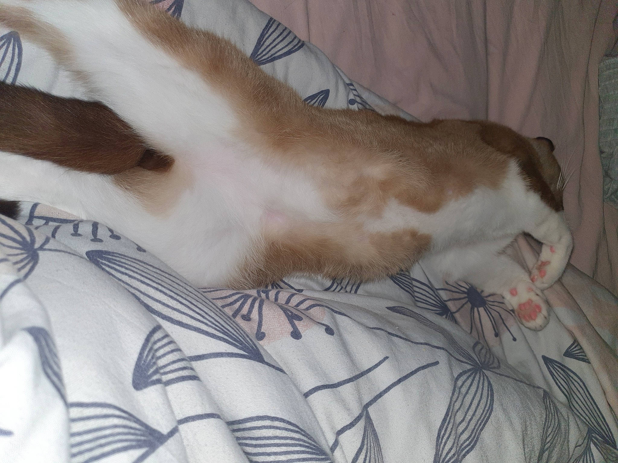 Creed joined the competition — help win amazing prizes! bed, bed_sheet, bedding, carnivore, cat, comfort, companion_dog, couch, dog_breed, domestic_short_haired_cat, fawn, felidae, fur, human_leg, linens, paw, small_to_medium_sized_cats, snout, tail, whiskers