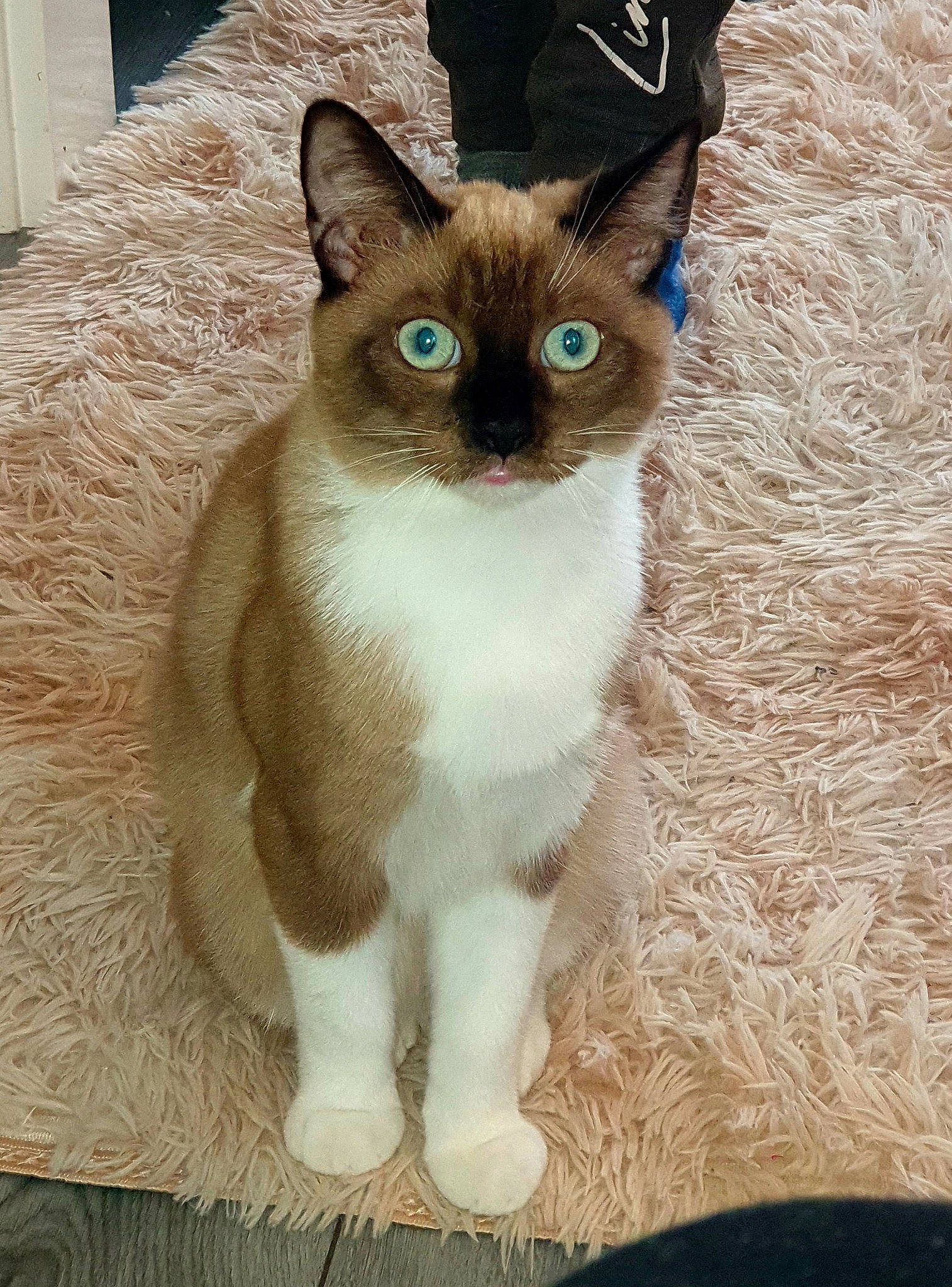 Creed is registered to the contest to win money with this photo: carnivore, cat, collar, domestic_short_haired_cat, fawn, felidae, flooring, fur, paw, siamese, small_to_medium_sized_cats, snout, tail, terrestrial_animal, whiskers, window