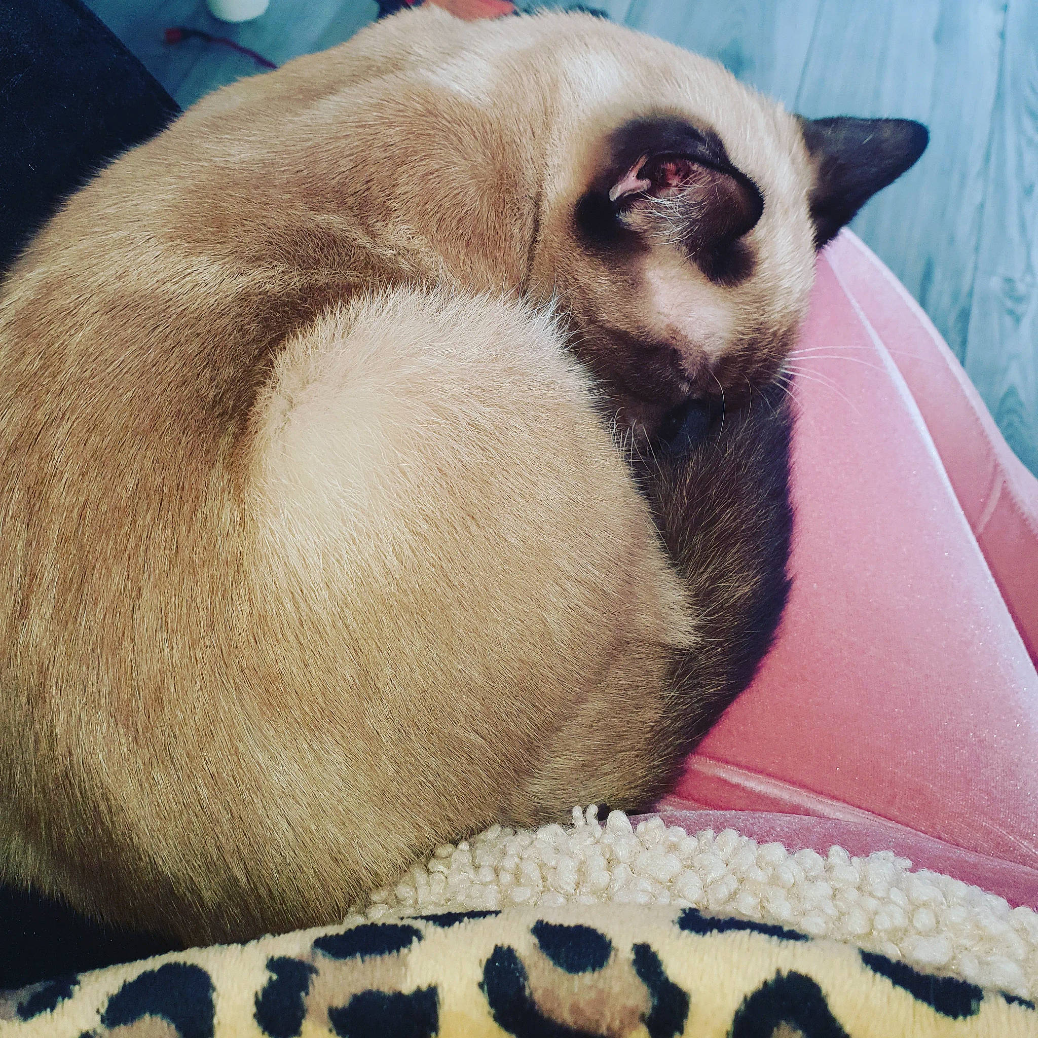 Creed joined the competition — help win amazing prizes! balinese, carnivore, cat, comfort, dog_breed, eye, fawn, felidae, foot, fur, human_leg, linens, paw, siamese, small_to_medium_sized_cats, snout, tail, terrestrial_animal, tints_and_shades, whiskers