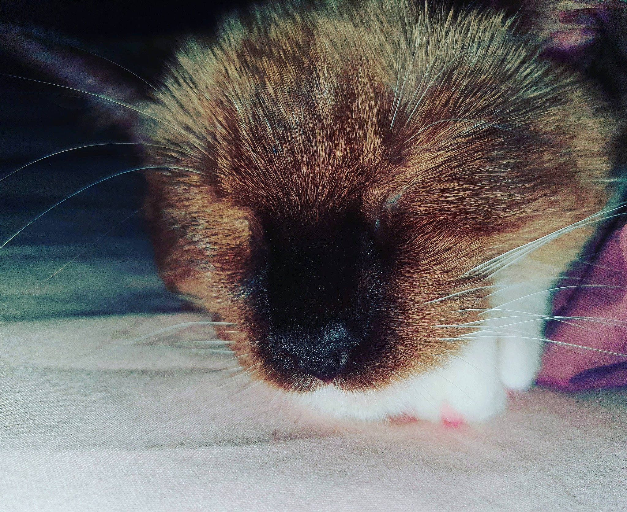 Creed joined the competition — help win amazing prizes! canidae, carnivore, cat, claw, close_up, cloud, comfort, domestic_short_haired_cat, fawn, felidae, fur, mouse, paw, rodent, sky, small_to_medium_sized_cats, snout, tail, terrestrial_animal, whiskers