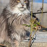 cat, fluffy, gray, white, outdoor, sunlight, stone, plant, blue_sky, animal, pet, feline, whiskers, ears, eyes, nature, daylight, closeup, portrait, sitting