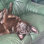 Balou a rejoint le concours — aidez-le/la à gagner de superbes lots ! dog, black_dog, couch, leather_couch, upside_down, pet, animal, indoor, relaxed, playful, ear, teeth, smile, fur, paw, canine, home, resting, green, cute