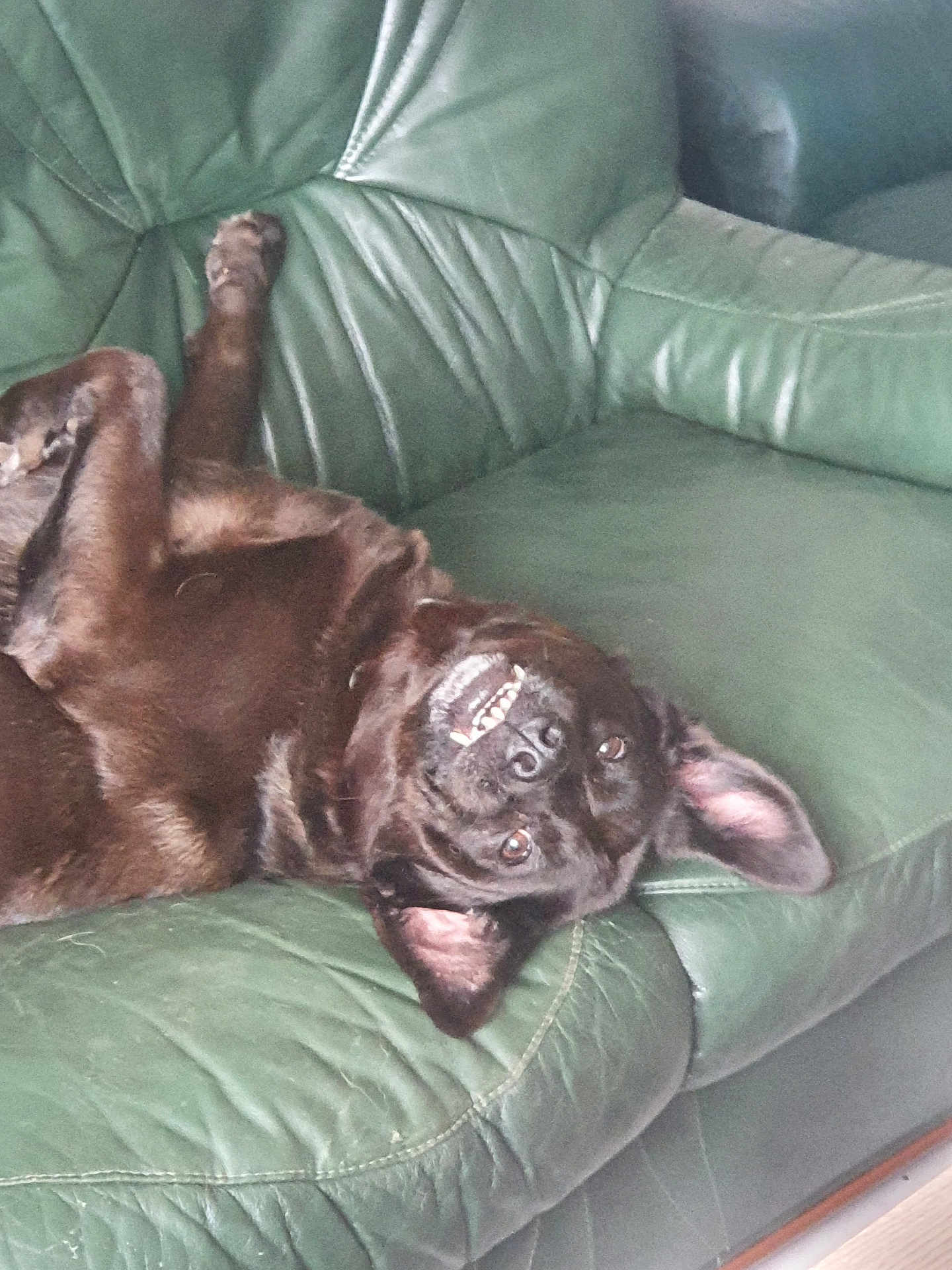 Balou a rejoint le concours — aidez-le/la à gagner de superbes lots ! dog, black_dog, couch, leather_couch, upside_down, pet, animal, indoor, relaxed, playful, ear, teeth, smile, fur, paw, canine, home, resting, green, cute