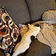 Oreo is registered to the contest to win money with this photo: animal, black_and_white, blanket, cat, comfort, couch, cozy, feline, fluffy, fur, home, indoor, living_room, pet, pillow, relaxed, resting, sleeping, sofa, stretching