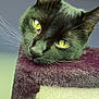 Kitty Meow Meow is registered to the contest to win money with this photo: cat, black_cat, yellow_eyes, whiskers, ear, cat_tree, soft_texture, indoor, pet, feline, closeup, portrait, resting, curious, animal, cute, fur, domestic_cat, relaxed, house_pet