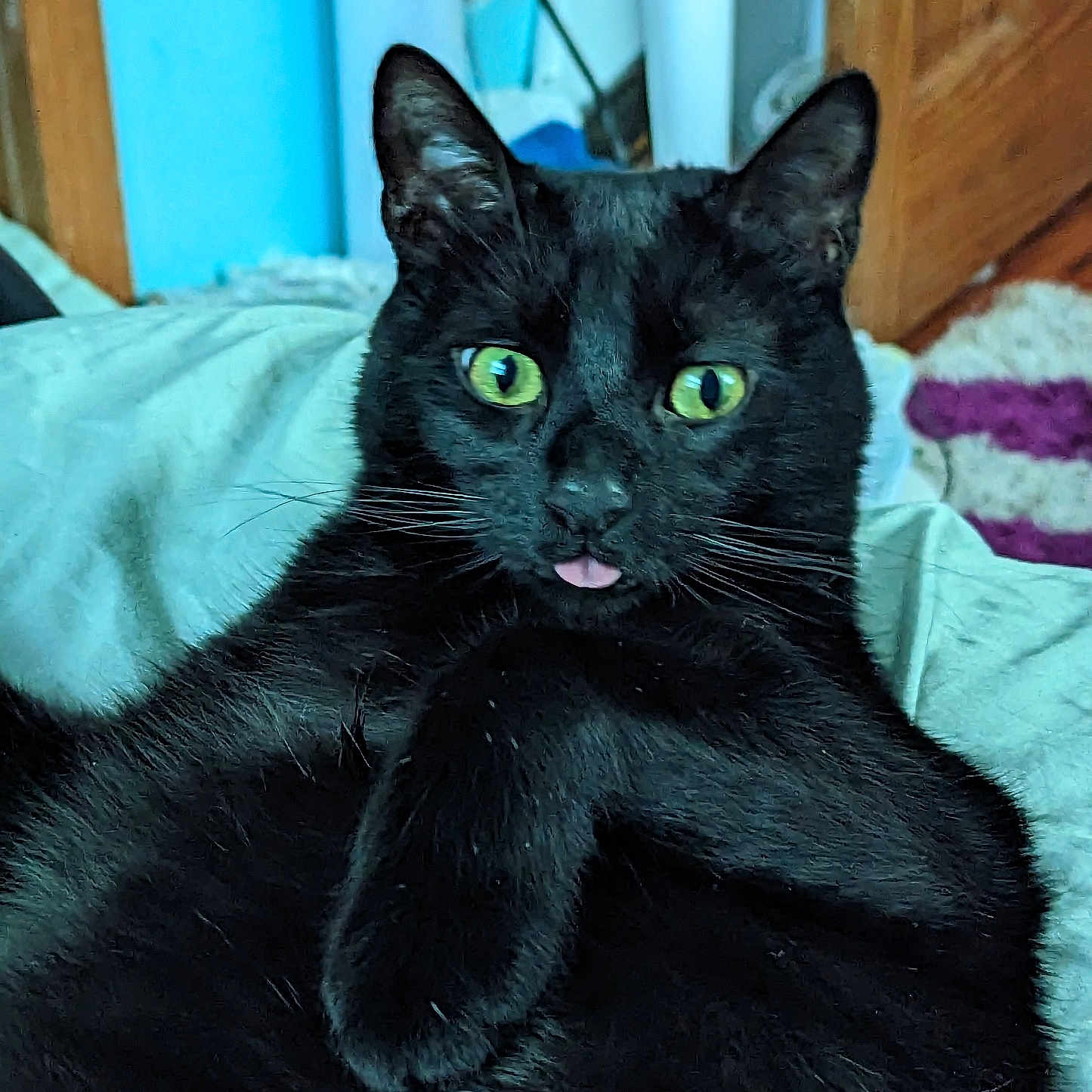 Kitty Meow Meow joined the competition — help win amazing prizes! animal, bed, black_cat, cat, close_up, cozy, cute, domestic_animal, feline, fur, green_eyes, household, indoor, pet, playful, portrait, relaxed, resting, tongue_out, whiskers