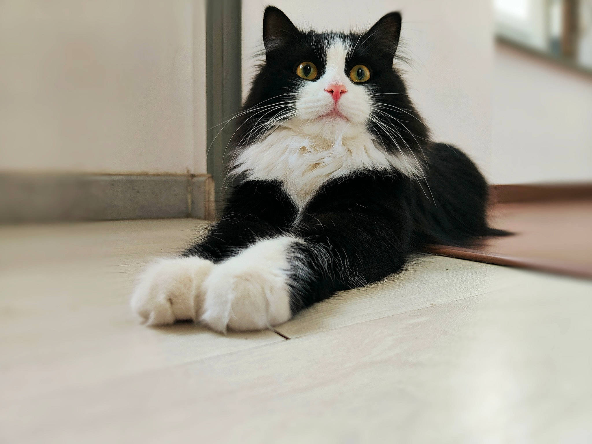 Arrow participe au concours pour gagner de l'argent avec cette photo : black_cat, carnivore, cat, claw, comfort, domestic_short_haired_cat, felidae, floor, flooring, foot, formal_wear, fur, hardwood, paw, sitting, small_to_medium_sized_cats, tail, whiskers, window, wood