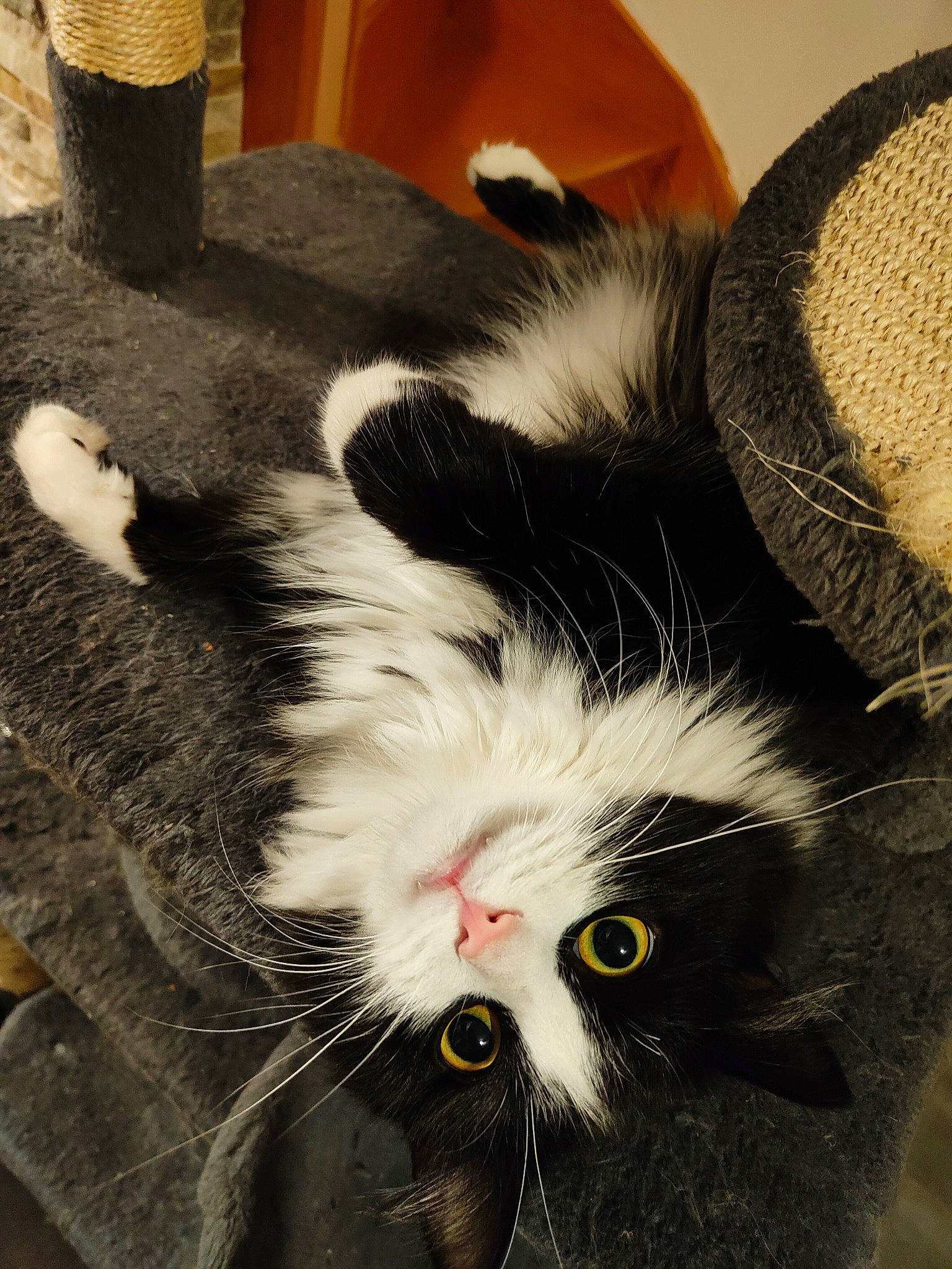 Arrow a rejoint le concours — aidez-le/la à gagner de superbes lots ! carnivore, cat, claw, comfort, felidae, fur, paw, small_to_medium_sized_cats, snout, tail, terrestrial_animal, whiskers