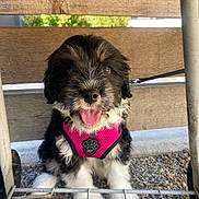 Bruno joined the competition — help win amazing prizes! puppy, dog, pink_harness, happy, tongue_out, black_and_white, fur, pet, outdoor, gravel, wooden_fence, metal_bars, cute, sitting, leash, young, animal, playful, adorable, small