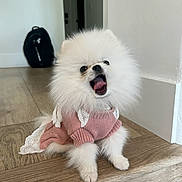 Lulu is registered to the contest to win money with this photo: dog, pomeranian, small_dog, fluffy, white_fur, pink_sweater, lace, clothing, open_mouth, tongue, portrait, sitting, indoor, hallway, wooden_floor, home, doorway, backpack, cute, funny