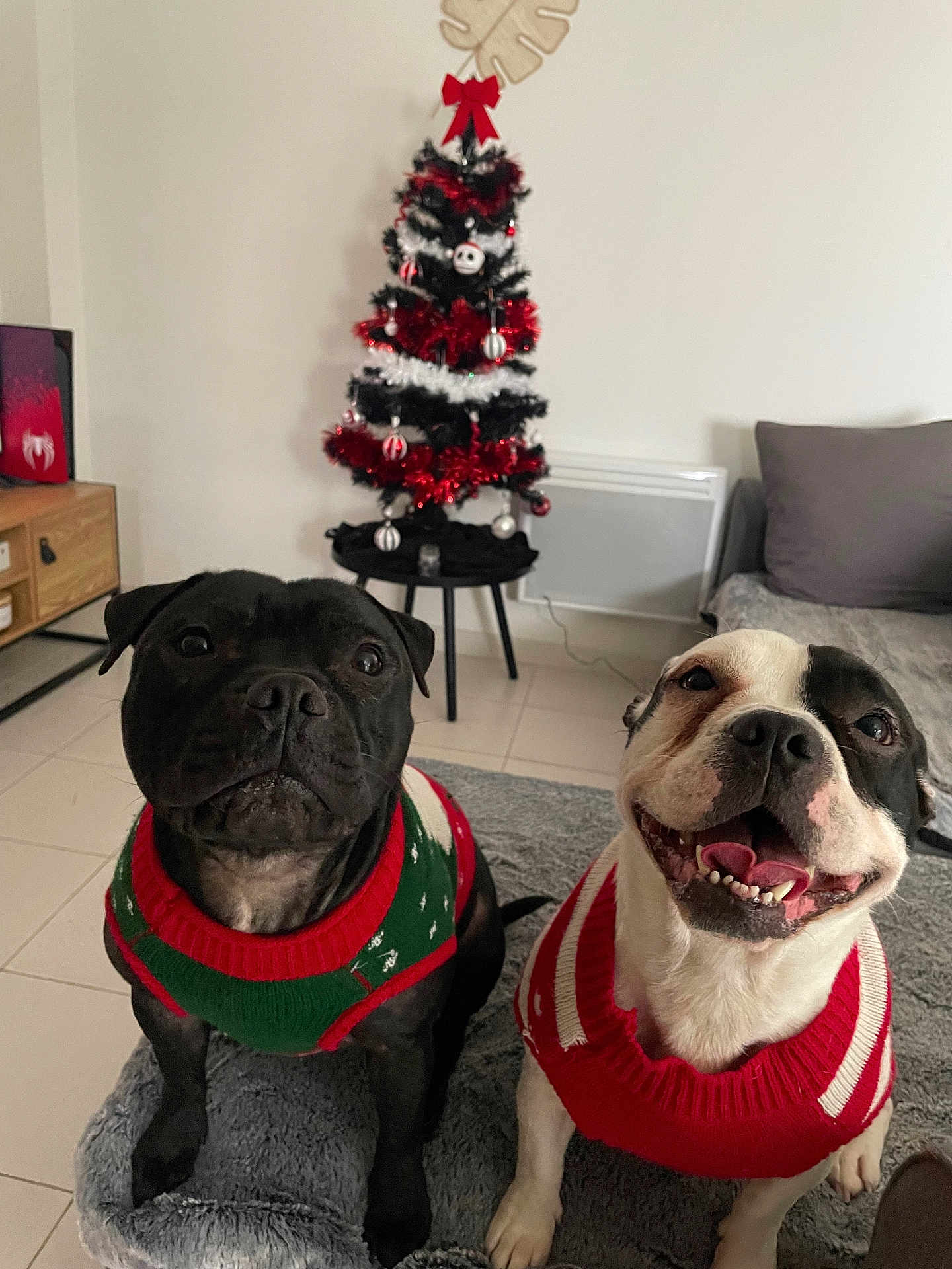 Ivar Et Zaho a rejoint le concours — aidez-le/la à gagner de superbes lots ! dog, dogs, staffordshire_bull_terrier, christmas_tree, christmas_decorations, holiday, sweater, pet_sweater, smiling, happy, living_room, couch, pillow, carpet, floor_tiles, festive, black_dog, white_dog, pet, portrait