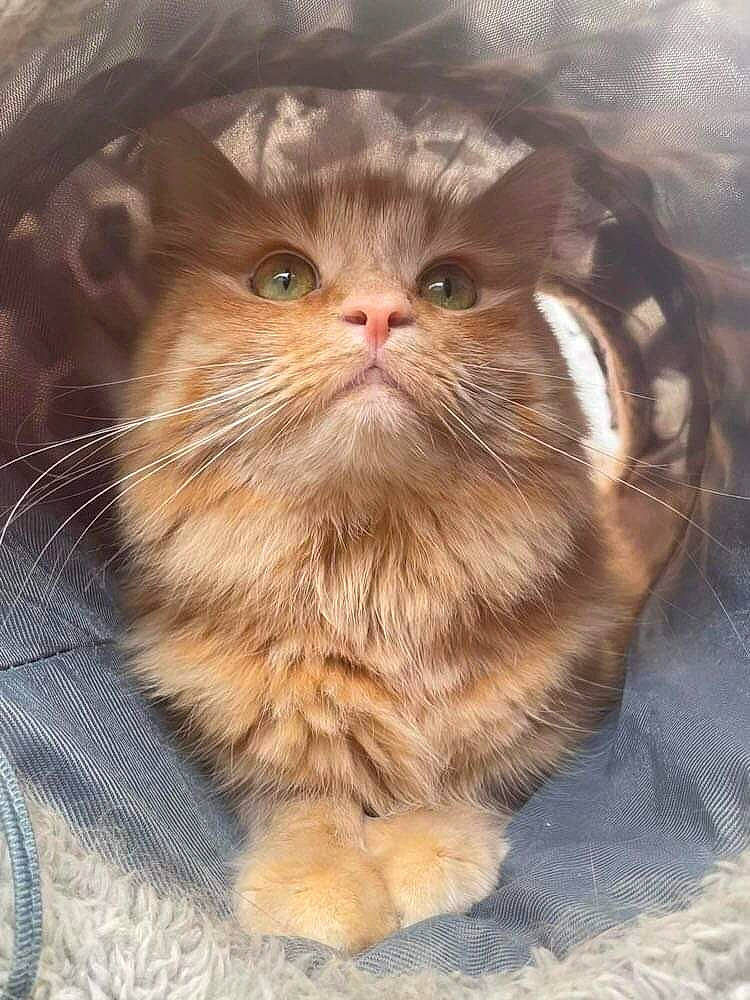 Layla joined the competition — help win amazing prizes! carnivore, cat, claw, comfort, domestic_short_haired_cat, fawn, felidae, fur, paw, persian, sitting, small_to_medium_sized_cats, snout, tail, terrestrial_animal, whiskers