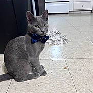 Bingo is registered to the contest to win money with this photo: cat, gray_cat, bow_tie, pet, indoor, kitchen, floor, tile_floor, furniture, cabinet, stove, mop, animal, domestic_animal, sitting, looking_away, cute, feline, household, portrait