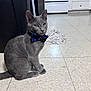 cat, gray_cat, bow_tie, pet, indoor, kitchen, floor, tile_floor, furniture, cabinet, stove, mop, animal, domestic_animal, sitting, looking_away, cute, feline, household, portrait