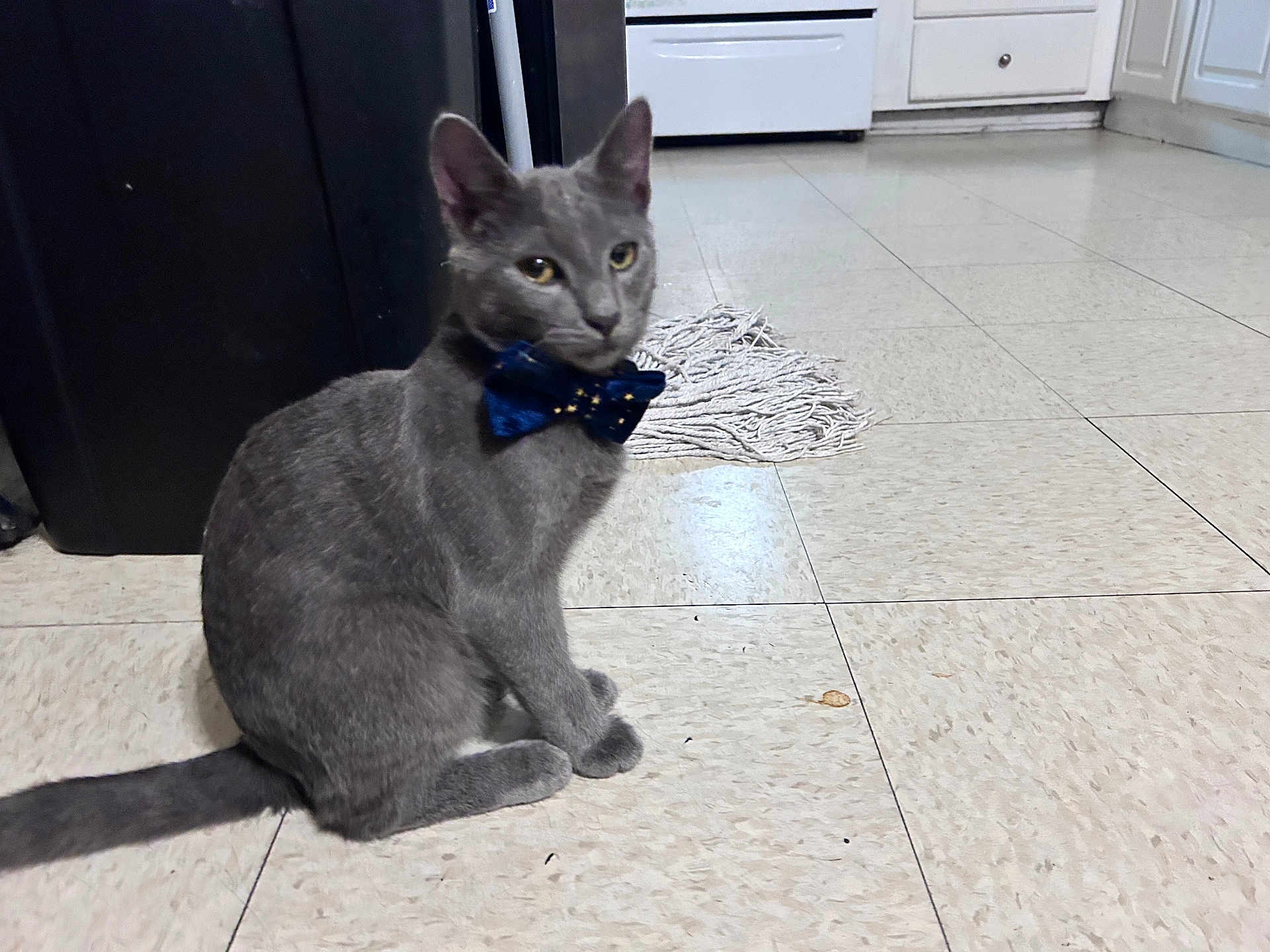 Bingo is registered to the contest to win money with this photo: cat, gray_cat, bow_tie, pet, indoor, kitchen, floor, tile_floor, furniture, cabinet, stove, mop, animal, domestic_animal, sitting, looking_away, cute, feline, household, portrait