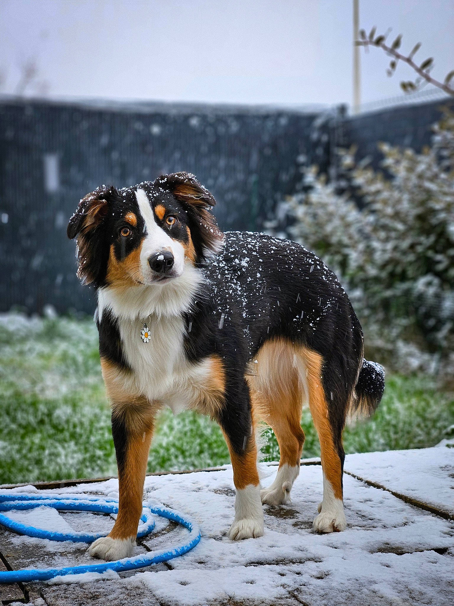 Uma participe au concours pour gagner de l'argent avec cette photo : bernese_mountain_dog, canidae, carnivore, companion_dog, dog, dog_breed, herding_dog, plant, sky, snout, sporting_group, terrestrial_animal, working_animal, working_dog