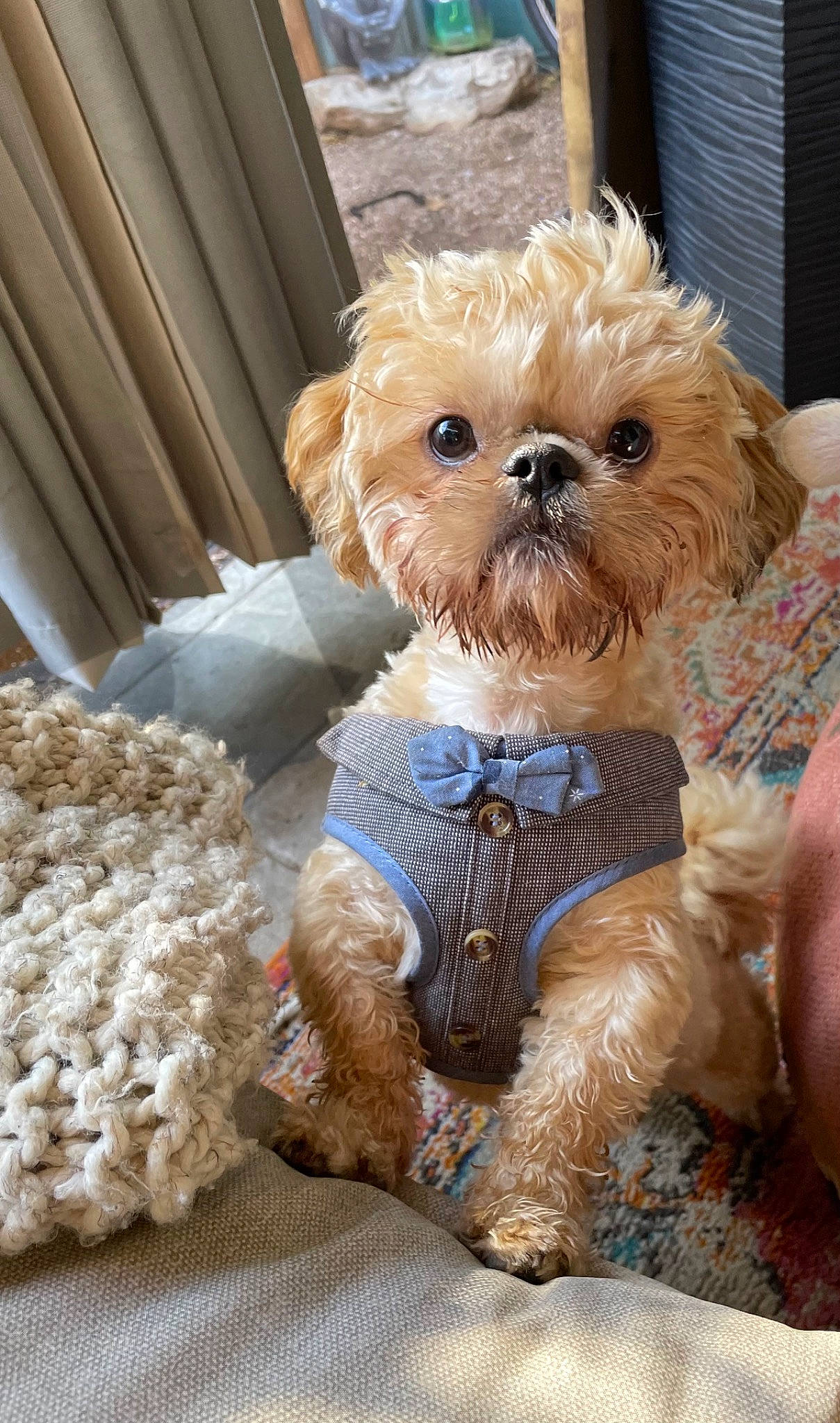 Kingsley joined the competition — help win amazing prizes! canidae, carnivore, companion_dog, dog, dog_breed, dog_clothes, dog_supply, fawn, fur, liver, maltepoo, pet_supply, small_terrier, snout, sporting_group, terrier, toy, toy_dog, wood, working_animal