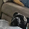 dog, black_dog, pet, animal, muzzle, nose, eyes, ears, collar, indoor, living_room, couch, sofa, cushion, furniture, table, closeup, portrait, resting, curious