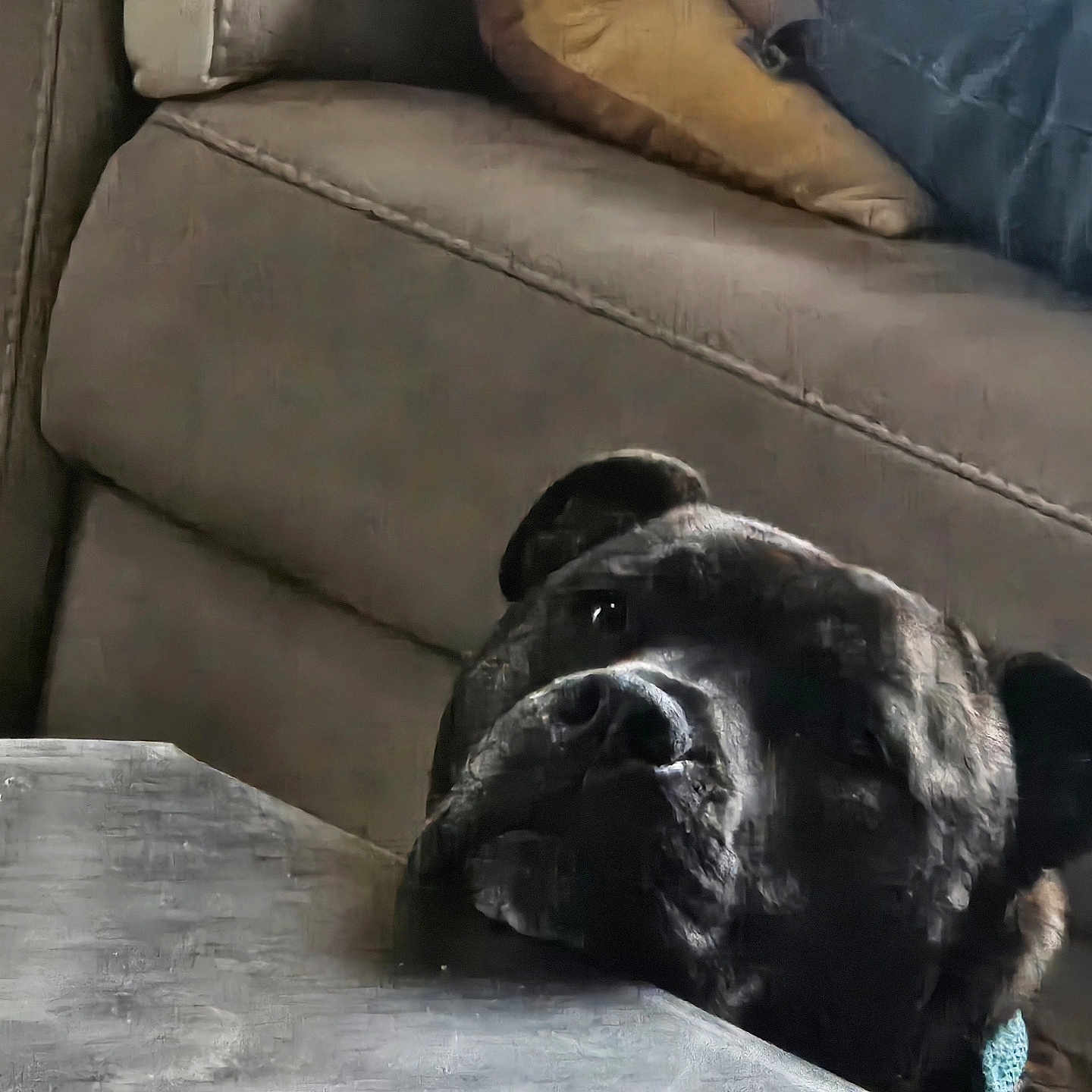 Pepsi a rejoint le concours — aidez-le/la à gagner de superbes lots ! dog, black_dog, pet, animal, muzzle, nose, eyes, ears, collar, indoor, living_room, couch, sofa, cushion, furniture, table, closeup, portrait, resting, curious