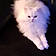 Snowball