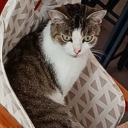 Chipie participe au concours pour gagner de l'argent avec cette photo : cat, indoor, chair, furniture, wood, pattern, pet, animal, domestic, seated, looking, curious, white, brown, green_eyes, table, home, cozy, relaxed, fur