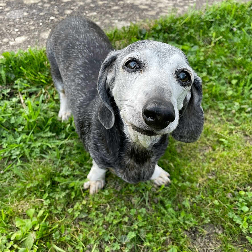 Angie a rejoint le concours — aidez-le/la à gagner de superbes lots ! animal, black_and_white_fur, companion, cute, dachshund, dog, ears, friendly, grass, ground, looking_up, nature, nose, outdoor, paws, pet, senior_dog, small_dog, snout, whiskers