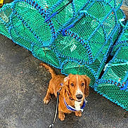 Levi is registered to the contest to win money with this photo: dog, leash, pavement, fishing_traps, outdoor, brown_dog, wet_surface, blue, green, animal, pet, waiting, collar, rope, stacked_objects, water, curious, cute, small_dog, looking_up