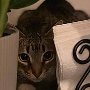 Twist is registered to the contest to win money with this photo: cat, tabby, animal, pet, plant_pot, napkin_holder, indoor, curious, hiding, close_up, whiskers, fur, eyes, face, table_surface, decor, home, shadow, quiet, still_life