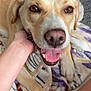 Minnie is registered to the contest to win money with this photo: dog, pet, animal, canine, close_up, brown_eyes, tongue_out, hand, blanket, floral_pattern, indoor, relaxed, friendly, mammal, fur, paw, comfort, companion, cute, smiling