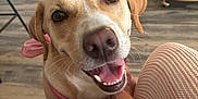 Minnie is registered to the contest to win money with this photo: dog, canine, pet, smiling, indoor, wooden_floor, pink_bandana, happy, closeup, person, hand, flooring, door, furniture, domestic, friendly, tongue_out, animal, companion, affection